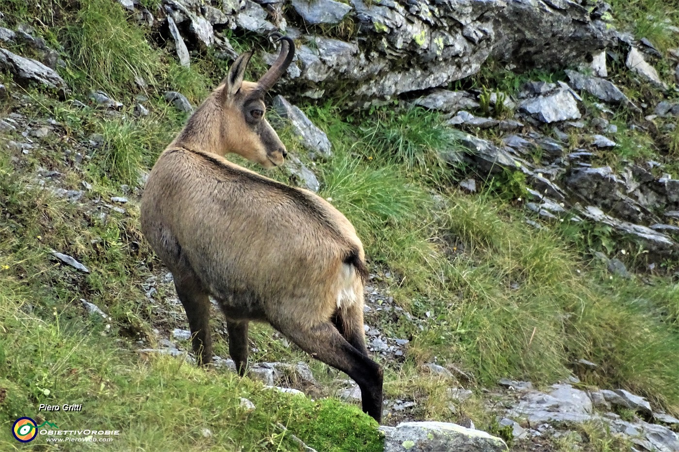 61 Camoscio al pascolo.JPG